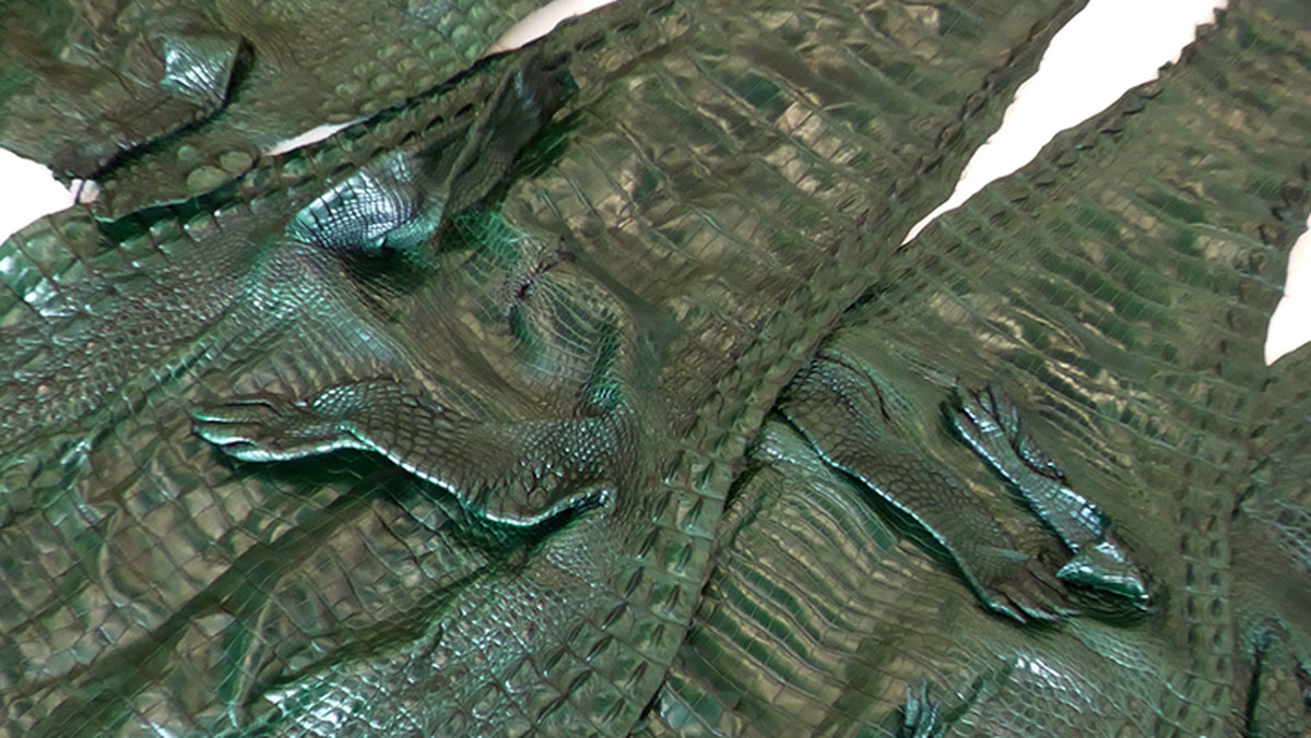 Zamiast używanej odzieży celnicy odkryli 42 skóry krokodyli