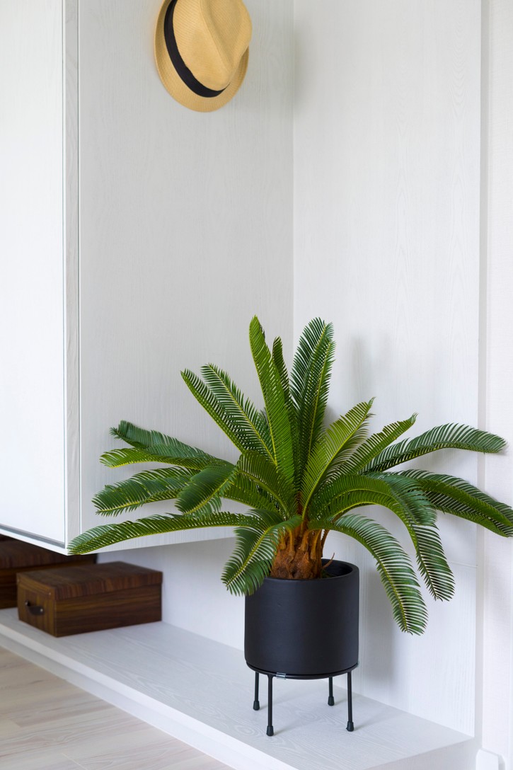 Der Palmfarn schenkt den kreativen Luftzeichen Wassermann, Zwilling und Waage neue Inspiration. 