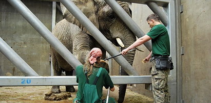 Słonie trenują w zoo