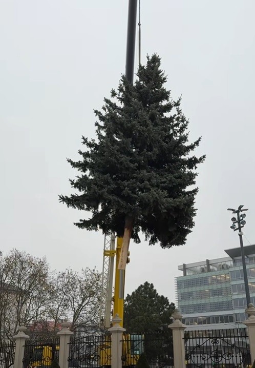 Pred prezidentským palácom už stojí vianočný stromček. 