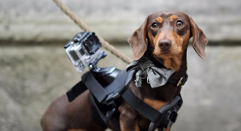 GoPro, whose camera is seen on a dog's back, is an example of an overhyped tech company.