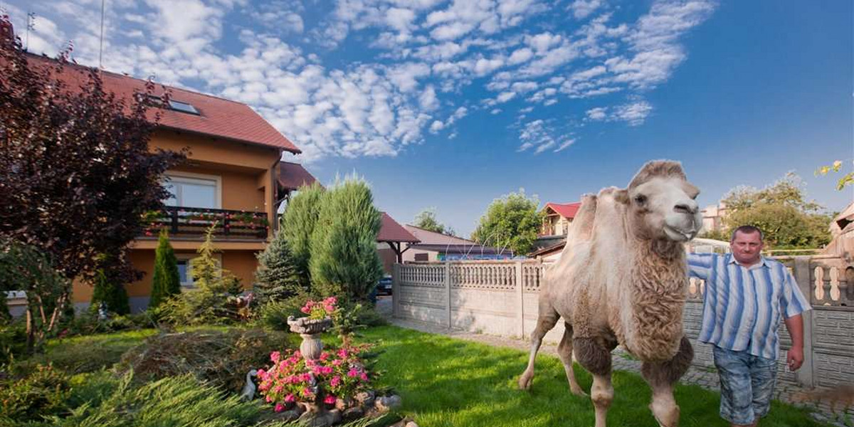 Szejk ze Wschowy! Po podwórku biegają mu...