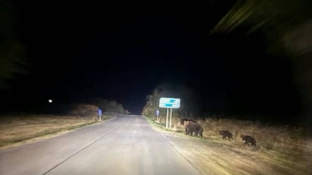 Pri Košiciach sa pohybuje medvedia rodinka.