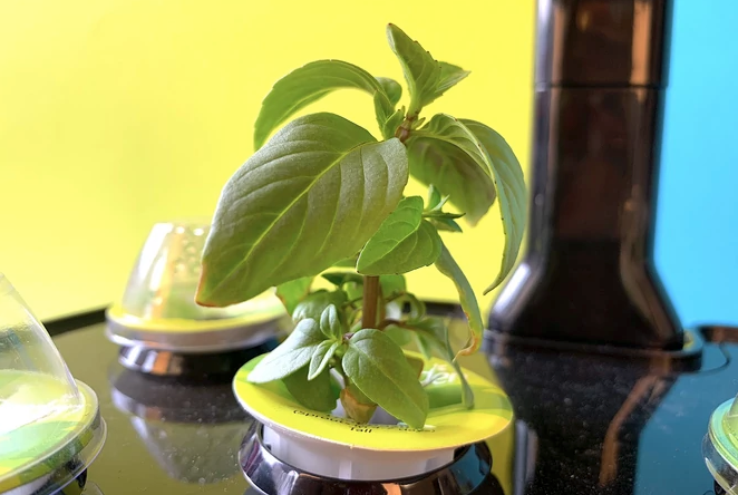 Top 5: Die besten smarten Indoor-Gärten ab 40 Euro | TechStage