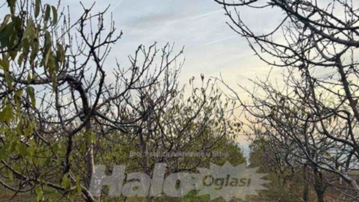 Hitno se prodaje plac pored vinarije Šapat u Starom Slankamenu