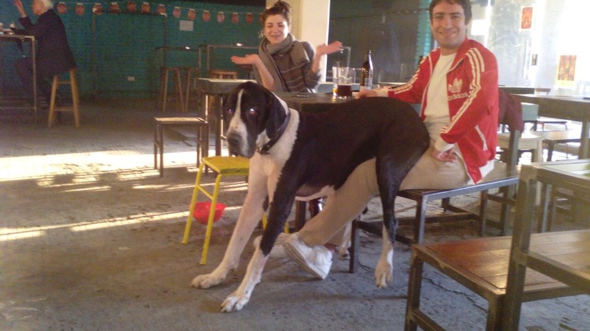 Nemačka doga Malena zaboravila je na svoje dimenzije