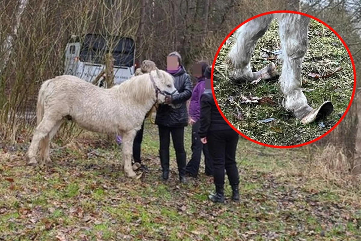  Skrajnie zaniedbał kucyka. Odpowie za znęcanie się