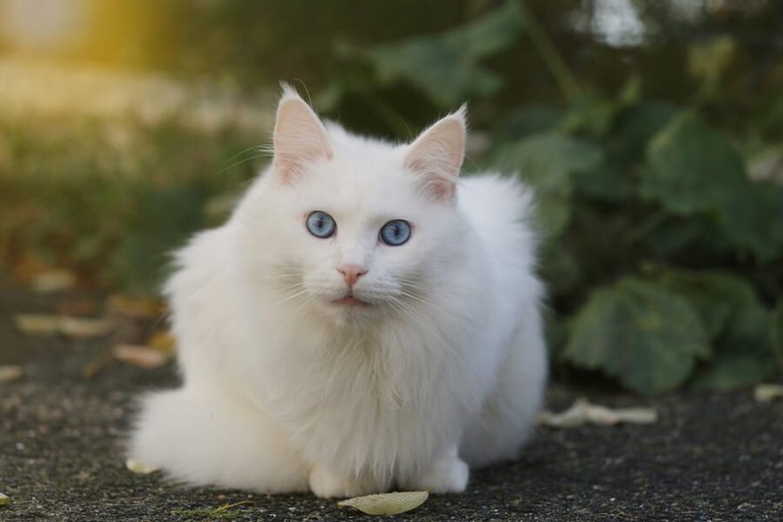 Angora turecka©Shutterstock