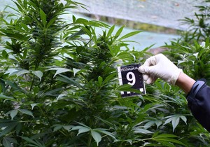 Zaplenjena marihuana u Nišu