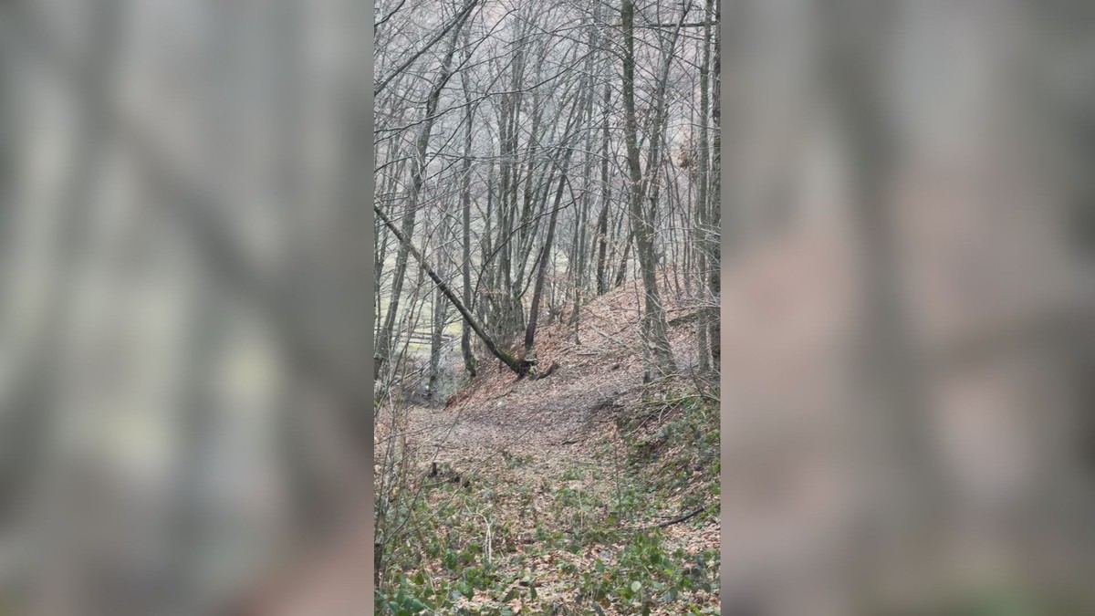 Retko lepa slika iz ivanjičkog kraja: Lovci tokom potrage za divljom svinjom snimili igru srna u šumi