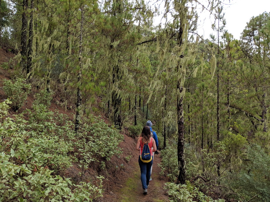 Mgliste lasy w Parku Narodowym Tamabada, Gran Canaria. 