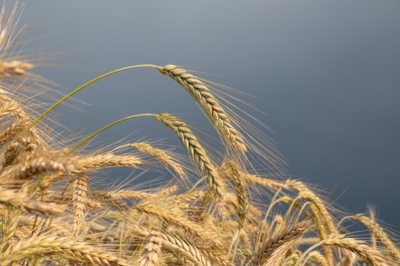 Naši ratari opet koristili "tavansko seme"! Srbija neće imati problema sa prinosom pšenice, već sa njenim kvalitetom