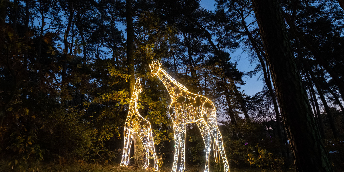 Żyrafy ze światełek LED w poznańskim Lumina Parku.