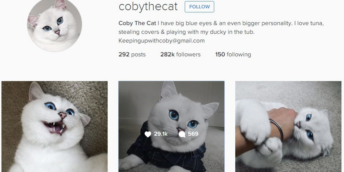 Coby The Cat