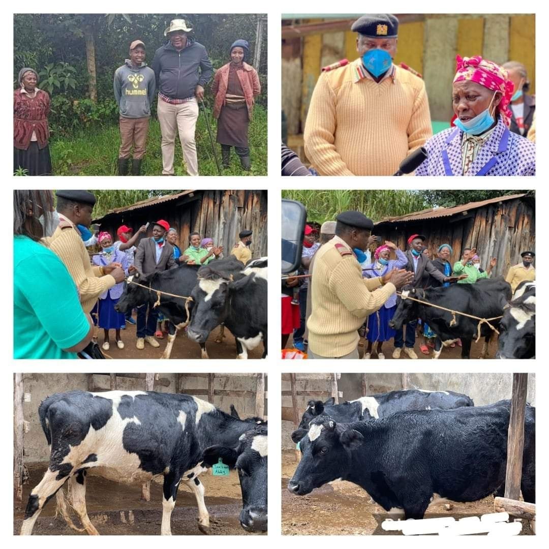 Kiambu County Commissioner delivers cows to Eunice Wanjiku