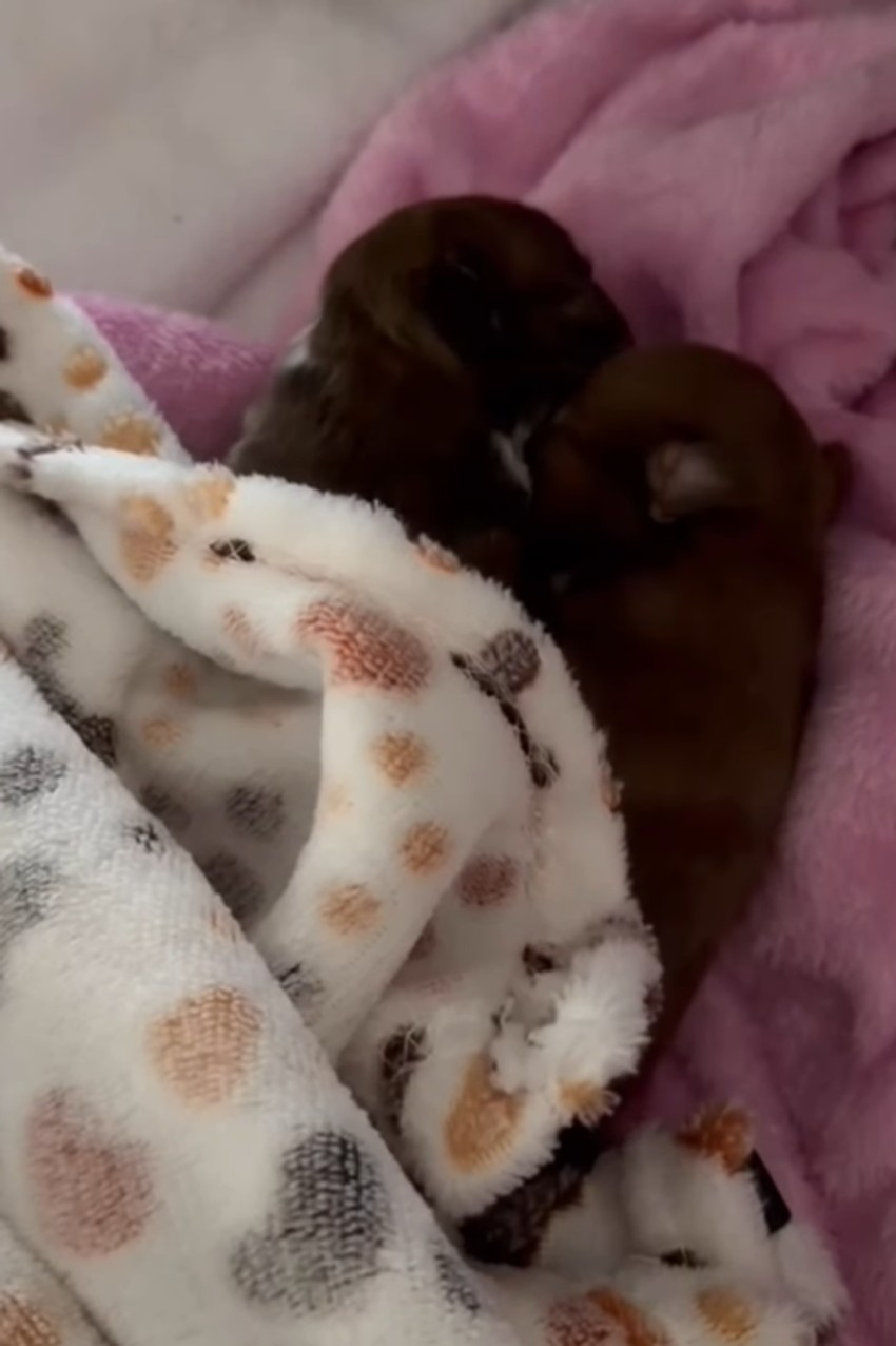 Milica Mitrović pokazala male pse koje je Lusi donela na svet