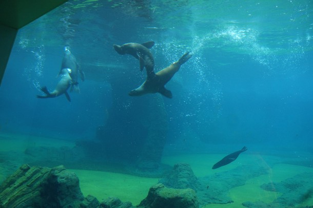 ZOO Wrocław Afrykarium Afryka zwierzęta oceanarium