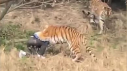Sokkoló videó, csak erős idegzetűeknek: látogatót tépett szét a tigris az állatkertben