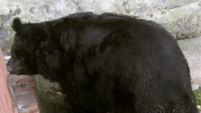 Medved Miša je protekle godine najavio proleće