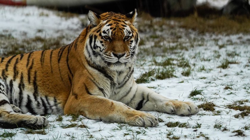 W zoo zwierzaki zimy się nie boją