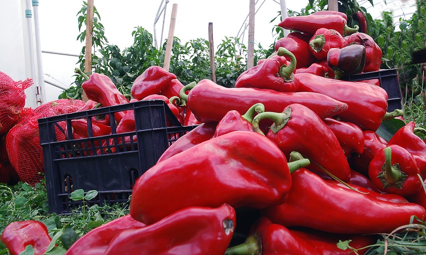 Dragana je prodala 400 kilograma ajvara