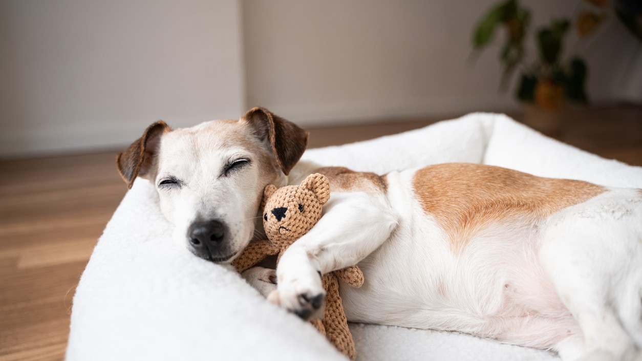 3 najlepšie plemená psov pre život v byte.