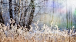 nawet 2400 zł do hektara dla sadowników. do kiedy można składać wniosk