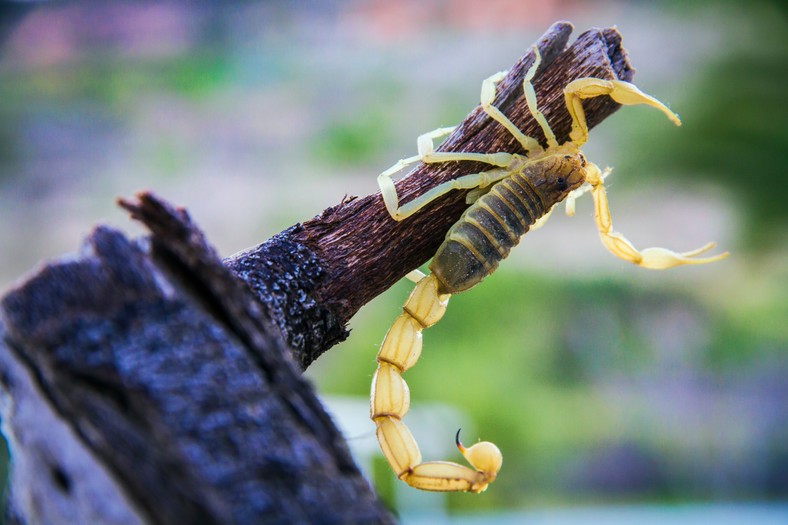 Skorpion leiurus quinquestriatus