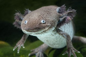 Axolotl swimming in an aquarium tank