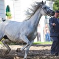 Słynne polskie stadniny koni arabskich na potężnym minusie. "Milionowe straty"