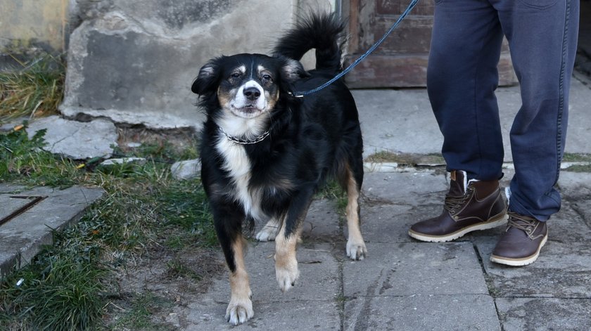 Pies Bandi wyczuł ogień i zaalarmował swojego właściciela