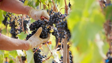 cięcie winogron wiosną. kiedy wykonać przycinanie winogron? jak prawidłowo to zrobić? schemat cięcia winorośli