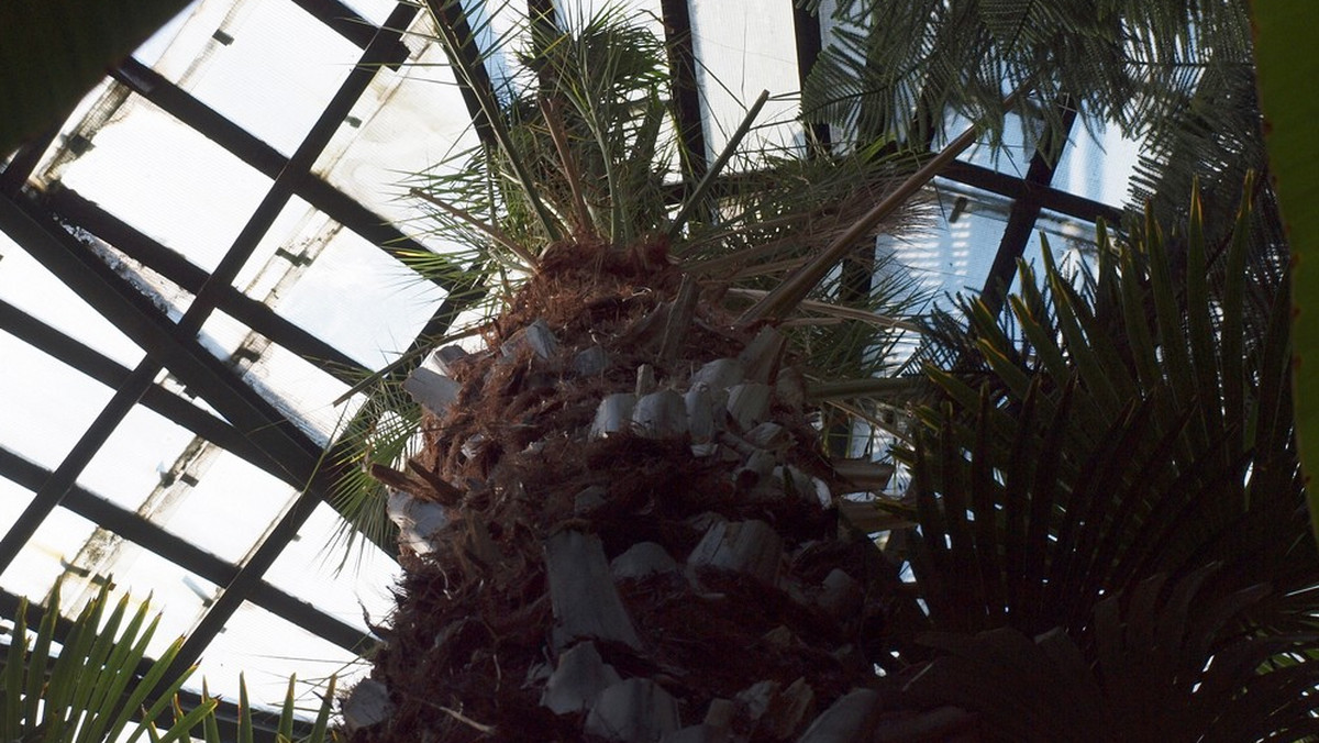 Prośby mieszkańców Oliwy przyniosły skutek. Urzędnicy przygotowują się do rozbudowy Palmiarni w Parku Oliwski. Radni dzielnicy interweniowali w tej sprawie już od dawna. Problemem jest prawie 200-letnia palma, która przebiła już dach pomieszczenia i powoli zaczęła niszczeć.