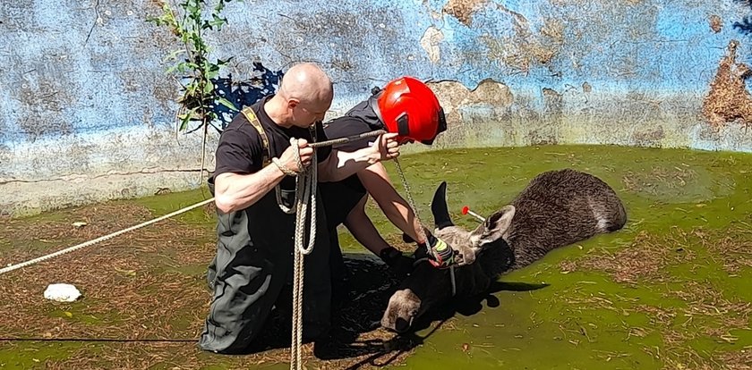 Przerażony łoś utknął w zbiorniku przeciwpożarowym. Ratownicy mieli wielki kłopot [ZDJĘCIA]