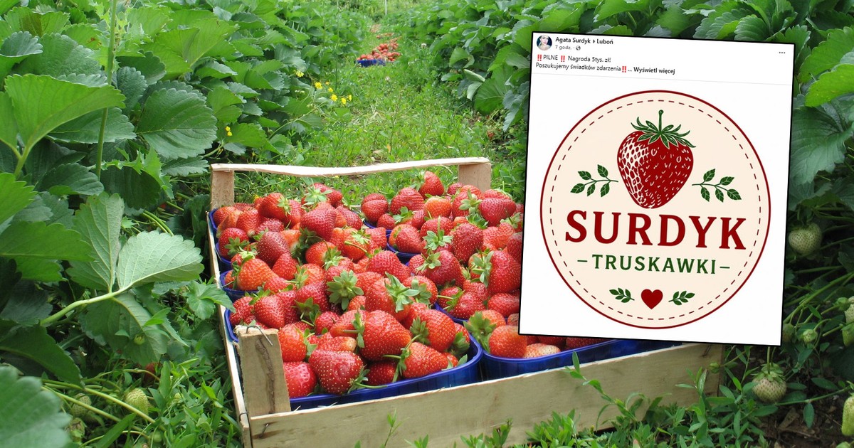 Skandal w Luboniu: Kto oblewa truskawki smrodliwą substancją?
