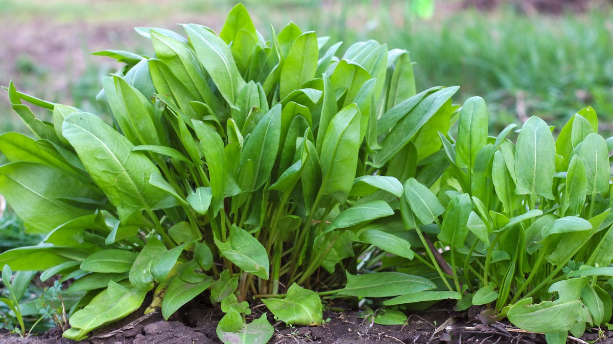 Kiseljak je odličan izvor antioksidanata