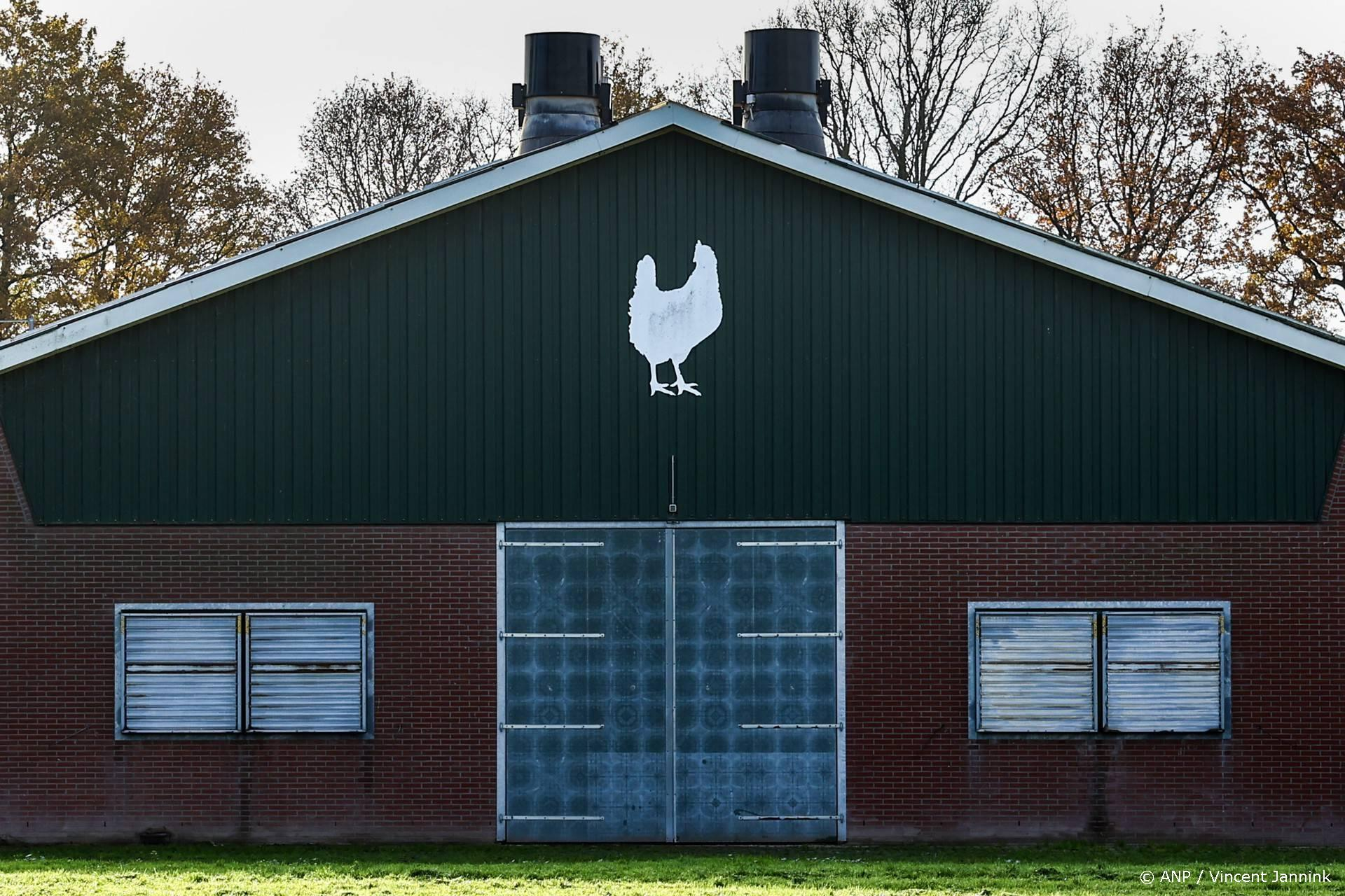 Ondanks de ophokplicht: 48.000 kuikens geruimd na vogelgriep