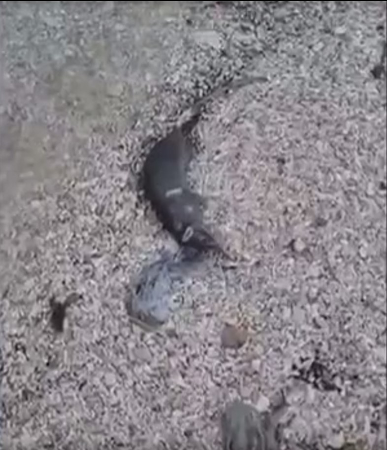Pohľad, aký by ste na dovolenke nechceli vidieť. 
