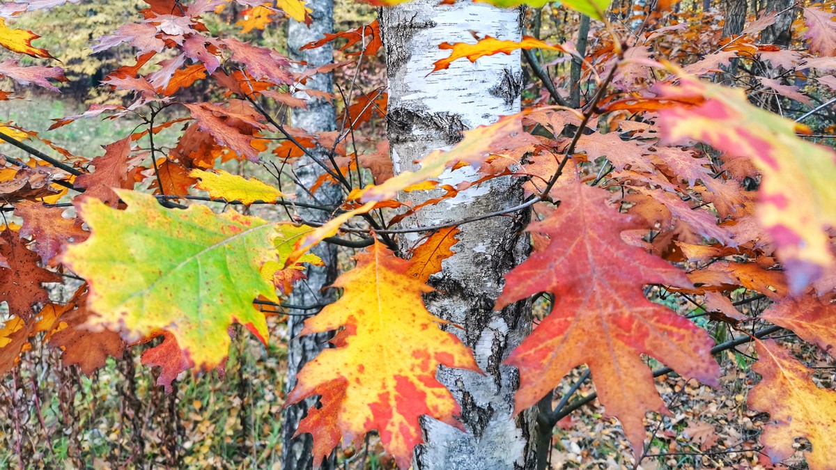 Jesień jesienne liście dąb