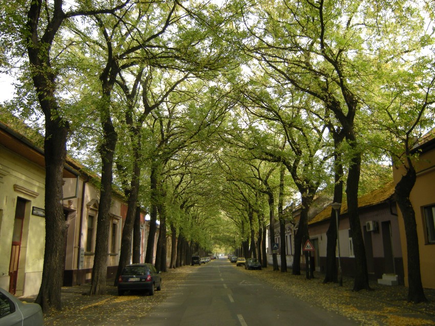Jesen obojila jednu od najlepših ulica na svetu