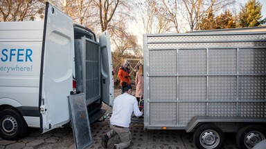 Poznań: pięć tygrysów uratowanych z transportu na granicy wyruszyło do azylu w Hiszpanii