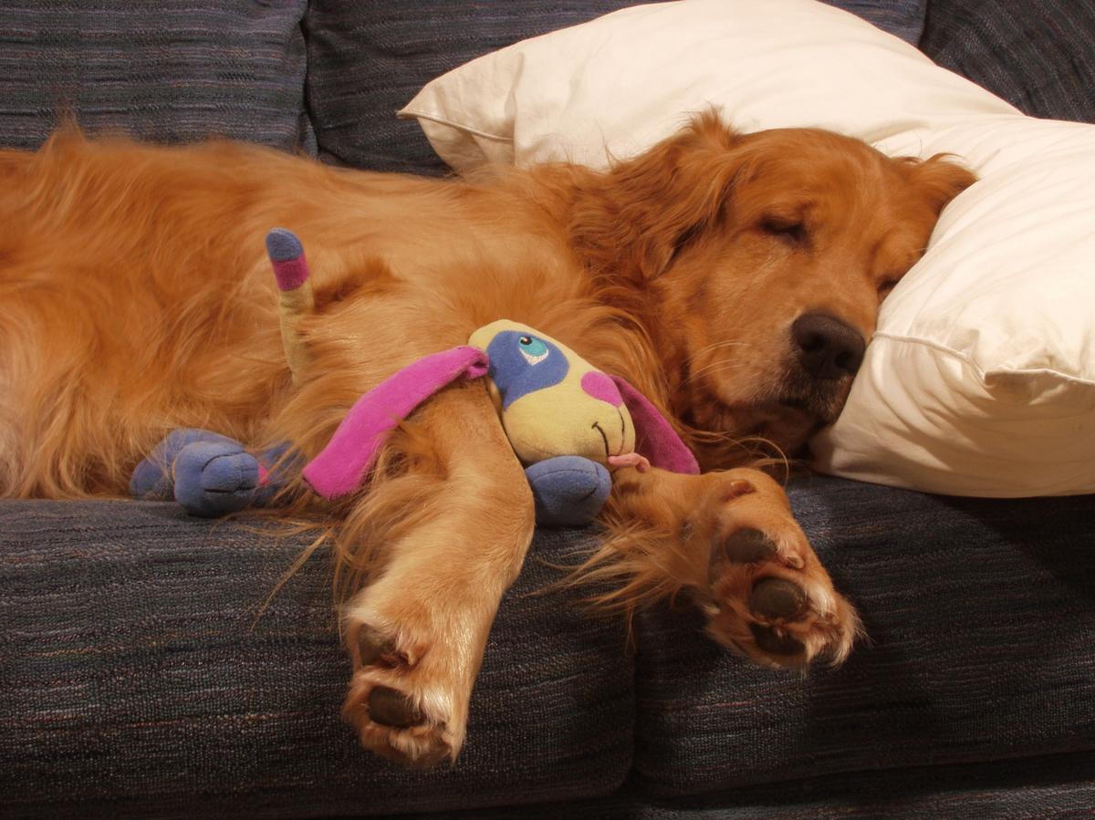 Ez a kutya minden nap egy ismeretlen nő házába kéredzkedett be aludni…egyik  nap egy üzenet volt a nyakörvén - Blikk Rúzs