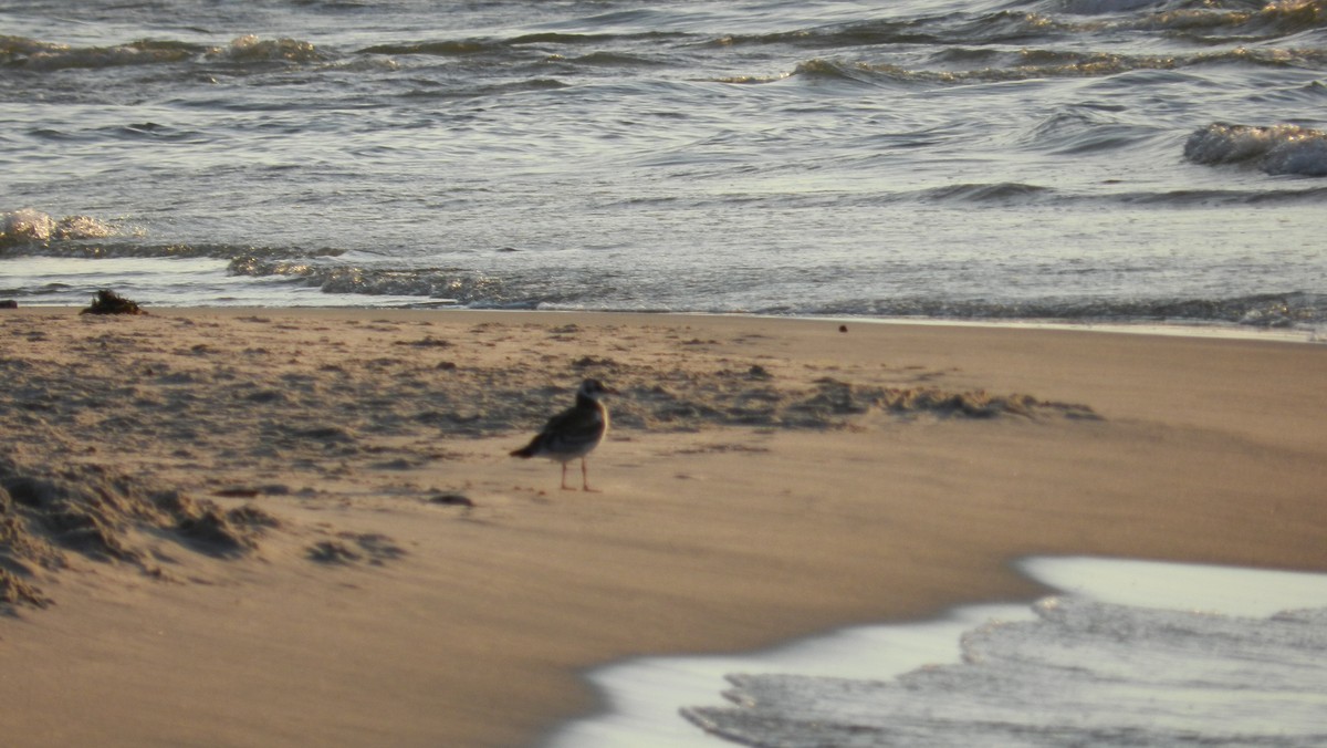 Tym razem to nie sinice zakłóciły kąpiele morskie na gdańskich plażach. Od piątku i najprawdopodobniej aż do poniedziałku nie będzie się można kąpać na Stogach i w Sobieszewie z powodu wysokiej fali i silnych prądów wstecznych.