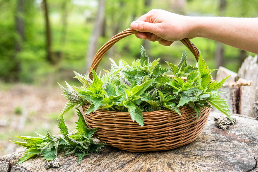 Pokrzywa jest wykorzystywana w medycynie naturalnej