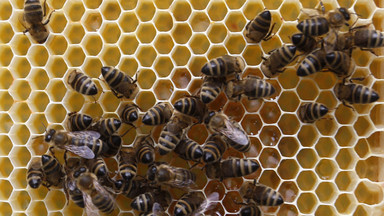 USA: nasila się masowe wymieranie pszczół