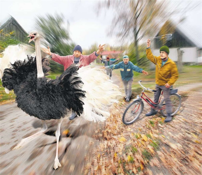 Wieś gnała za strusiem