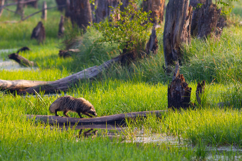 Puszcza Białowieska to dom dla licznych gatunków zwierząt, m.in. jenotów