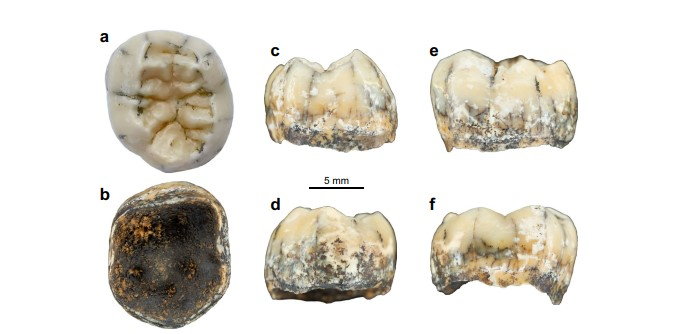 Znaleziony dolny trzonowiec jest pierwszą skamienieliną stanowiącą dowód na to, że denisowianie żyli także w południowo-wschodniej Azji