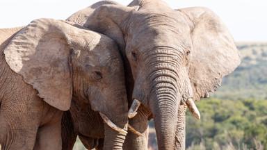 Zambia: słoń stratował na śmierć dwoje turystów z Europy