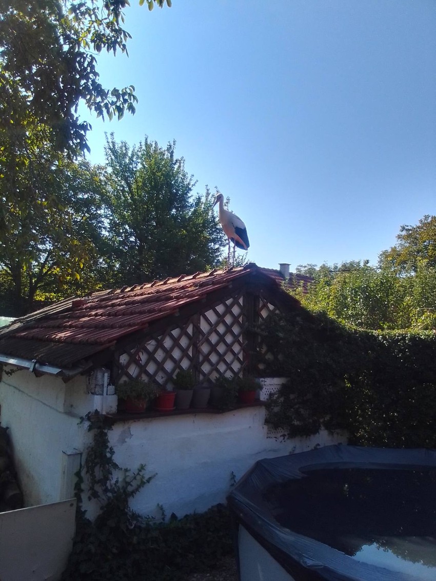 Kada se oporavio prvo se popeo na krov šupe